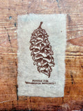 Pine cone and Acorn mini prints