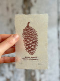 Pine cone and Acorn mini prints