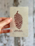 Pine cone and Acorn mini prints