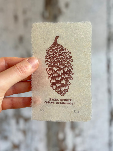 Sitka Spruce Cone Print