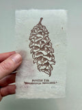 Pine cone and Acorn mini prints