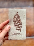 Pine cone and Acorn mini prints
