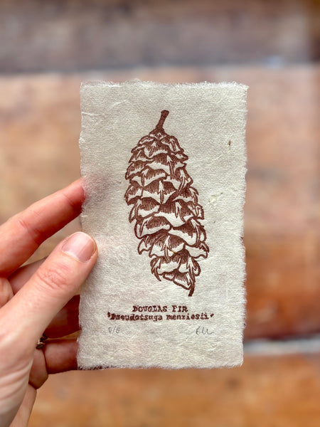 Douglas Fir Cone Print