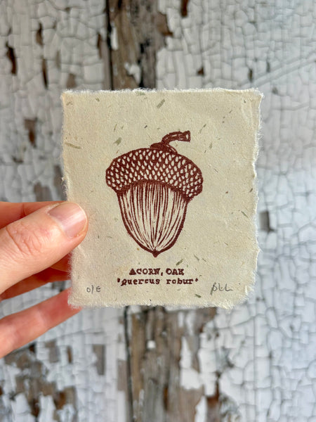 Acorn Print