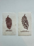 Pine cone and Acorn mini prints