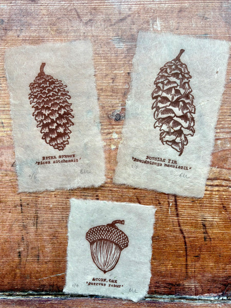 Pine cone and Acorn mini prints
