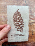 Pine cone and Acorn mini prints
