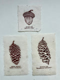 Pine cone and Acorn mini prints