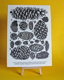 Pinecones - Handprinted A4 Woodcut Art Print